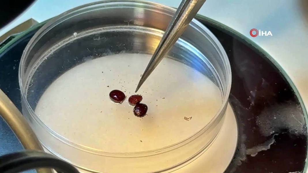 Bu mevsimde kamp yapanlar şimdi yandı: Sayısı hızla artıyor! Uzman isim uyardı, bunun şakası yok 6